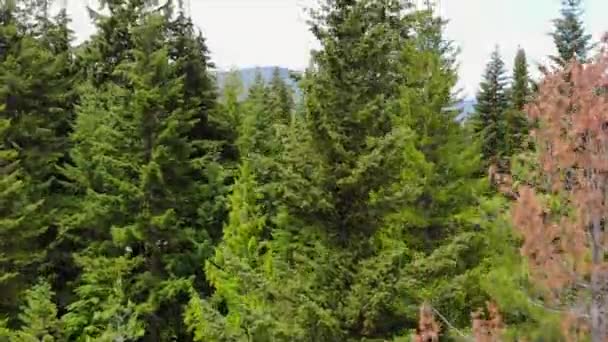 Whistler Kanada Daki Muhteşem Ağaç Hattının Havadan Çekilmiş Bir Fotoğrafı — Stok video
