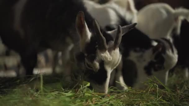 Närbild Getter Som Äter Gräs — Stockvideo