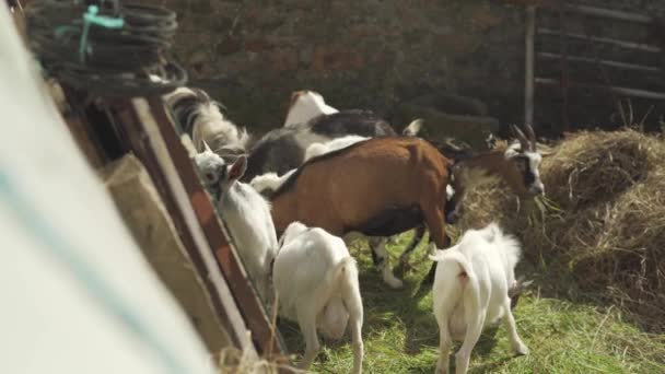 Osservare Gregge Capre Che Mangia Penna — Video Stock