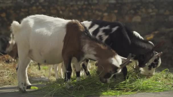 Kawanan Kambing Makan Rumput — Stok Video