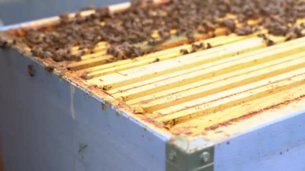 Beekeeper Working Bees Beehives Apiary Beekeeper Apiary — Stock Video