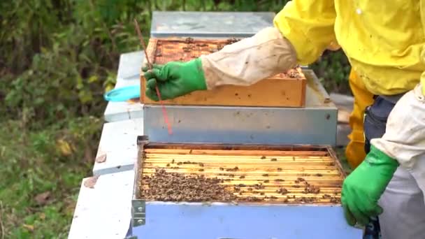 Biodlaren Arbetar Med Bin Och Bikupor Bigården Biodlare Biodling — Stockvideo