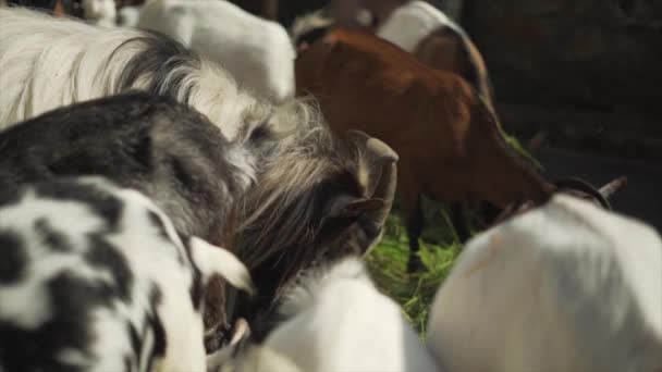 Herd Goats Mangiare Erba Movimento Lento — Video Stock