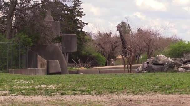 Giraffe Wandelen Dierentuin — Stockvideo