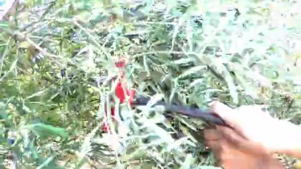 Olives Being Harvested Mediterranean Olive Oil Production Limassol Cyprus — Stock Video