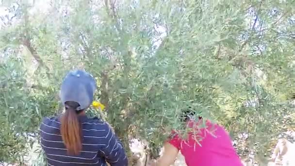 올리브유 생산을 지중해에서 수확되고 올리브 키프로스 리마솔 — 비디오