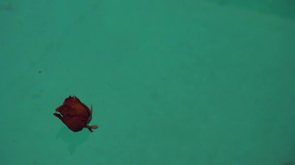 Una Rosa Caduta Galleggiante Una Piscina Blu — Video Stock