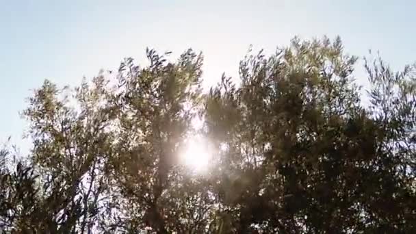 塞浦路斯利马索尔秋天收获之前的橄榄树 — 图库视频影像