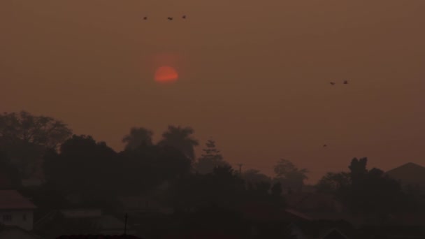 Kouřový Africký Východ Slunce Ptáky — Stock video