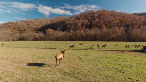 Pemandangan Udara Arkansas Lembah Boxley Migrasi Elk — Stok Video