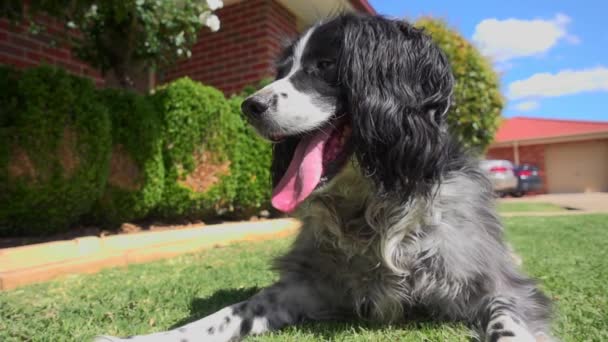 Ein Englischer Springspaniel Sitzt Gras Und Atmet Zeitlupe Durch — Stockvideo