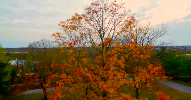 Bir Ağacın Üzerinden Yükselen Güzel Sonbahar Renklerinde Bir Şehri Gözler — Stok video