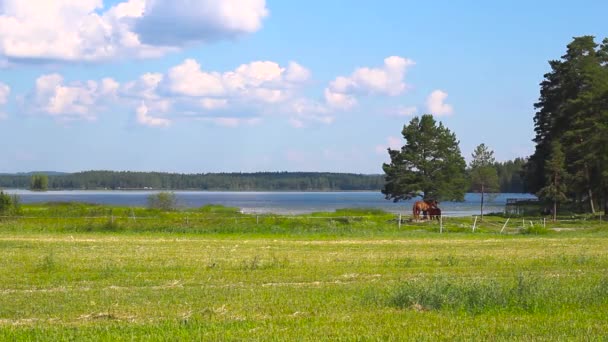 Dwa Konie Odpoczywają Pod Drzewem Nad Jeziorem Upalny Letni Dzień — Wideo stockowe