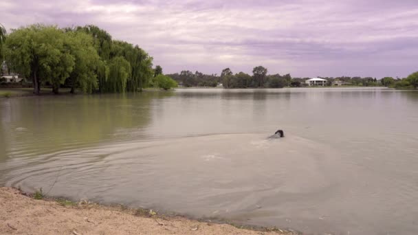 一只英国的小猎犬跳进了水里 游了出去 想在湖中找回一根棍子 柳树环绕着湖面 — 图库视频影像