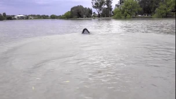 Een Engelse Springer Spaniël Hond Springt Het Water Zwemt Uit — Stockvideo