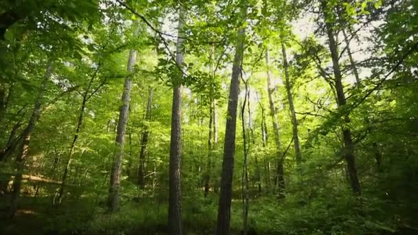 Tilt Abajo Los Árboles Cielo Tres Pequeñas Cascadas Arroyo Las — Vídeos de Stock