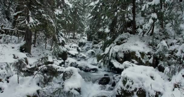 Petit Ruisseau Qui Coule Travers Une Forêt Dense Alaska Couverte — Video