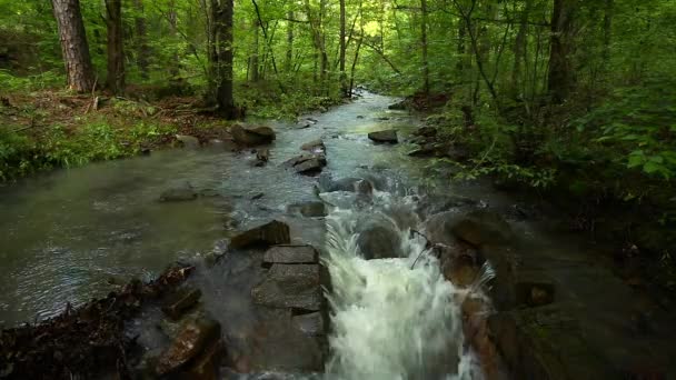 Ein Bach Der Sommer Über Und Durch Felsen Einem Wald — Stockvideo