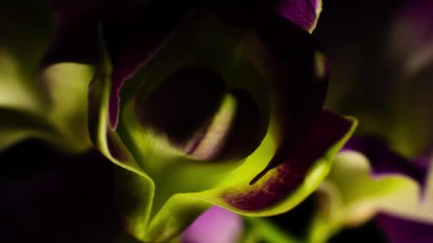 Orchidea Nyitásának Közelsége Makró — Stock videók
