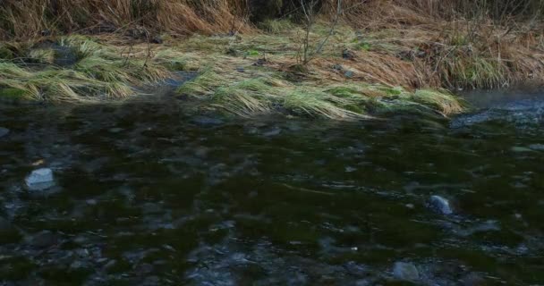 阿拉斯加雪下得很慢的清澈的小河 — 图库视频影像