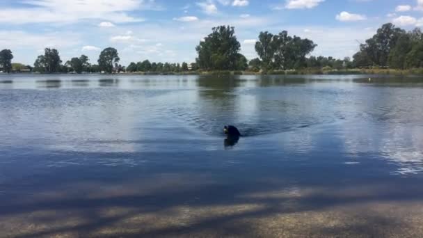 Engelsk Springer Spaniel Hund Simmar Tillbaka Efter Att Hämtat Boll — Stockvideo