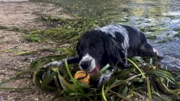 Engelsk Springer Spaniel Hund Vilar Vid Kanten Sjö Ogräs Med — Stockvideo