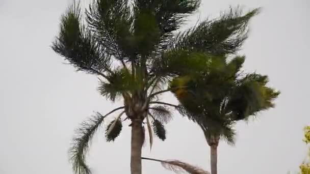 Stormwinden Schudden Twee Palmbomen Heftig Donkere Stormachtige Silhouet Blootstelling Slecht — Stockvideo