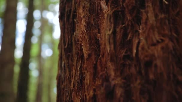 ニュージーランドのレッドウッドツリーの樹皮の閉鎖フォーカスツリーの外にパンニング ロータルアのすぐ外で撮影されました — ストック動画