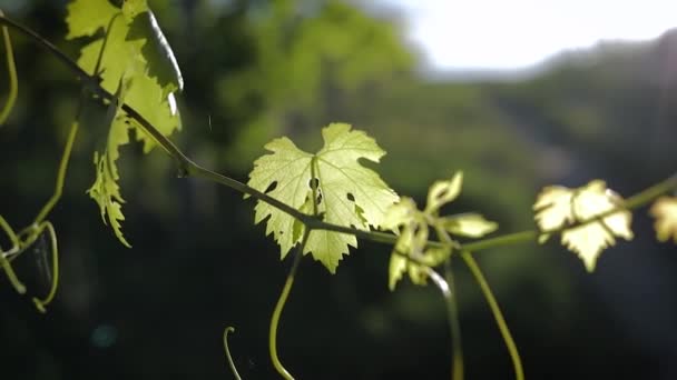 ブドウはレンズフレアのあるブドウ畑で日没に出る — ストック動画