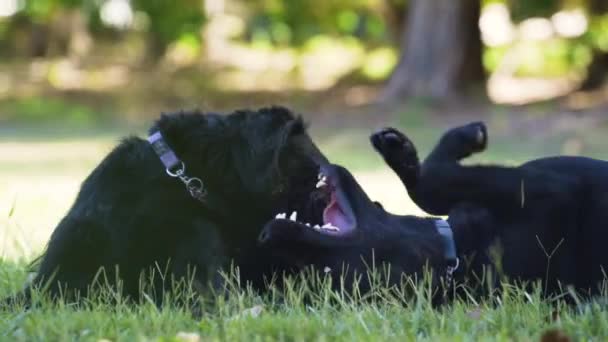 Κοντινό Πλάνο Δύο Μαύρων Σκύλων Δαγκώνουν Και Παίζουν Μεταξύ Τους — Αρχείο Βίντεο