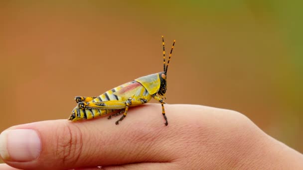 Lambat Gerak Menutup Beracun Berwarna Warni Laki Laki Elegan Grasshopper — Stok Video