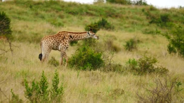 Young Giraffe Uses Long Tongues Eat Leaves Small Thorn Tree — Stock Video