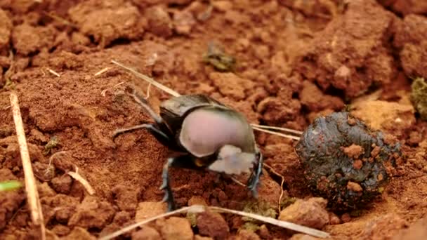 動物の糞の近くの赤い砂の泥の中を這う糞の甲虫をゆっくりと動かし 翼を広げ飛び去る — ストック動画