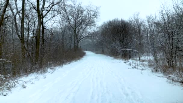 Leichter Schneefall Auf Einem Waldweg Einem Bewölkten Wintertag — Stockvideo