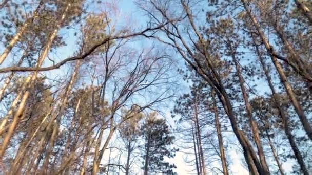Yoğun Ağaç Tepeleri Güzel Aydınlık Bir Kış Gününde Ormanda Bir — Stok video