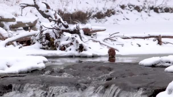 Otter Kratzen Und Suchen Winter Auf Einem Gefrorenen Fluss Nach — Stockvideo