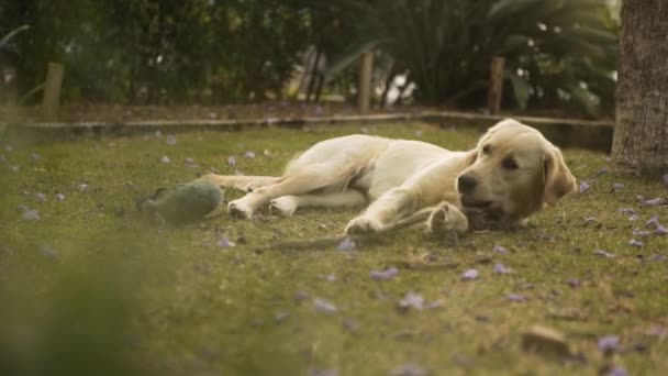 若い犬は純粋な至福の中で草の上に棒を噛む — ストック動画