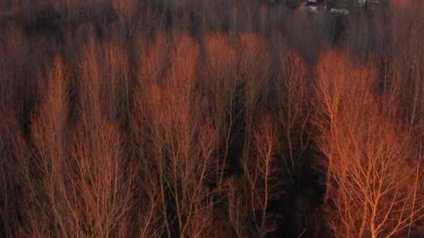 Zapierające Dech Piersiach Ujęcie Linii Drzew Francji Złotej Godzinie — Wideo stockowe