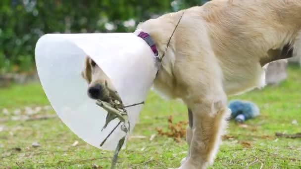 頭の周りにコーンを持つ犬は小さな枝を拾い カメラの方に歩いている間にそれに噛む — ストック動画