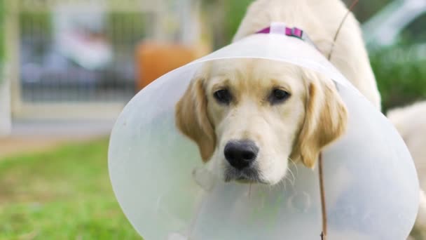 Cão Com Cone Torno Sua Cabeça Olhando Confuso Preguiçoso Fresco — Vídeo de Stock