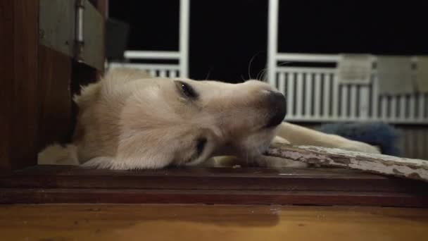 Köpek Yavrusu Geceleri Kapı Çerçevesinde Sopa Çiğniyor — Stok video