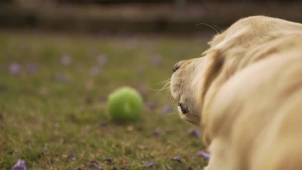 Öğleden Sonra Köpek Yavaş Çekimde Arkadan Vurdu — Stok video