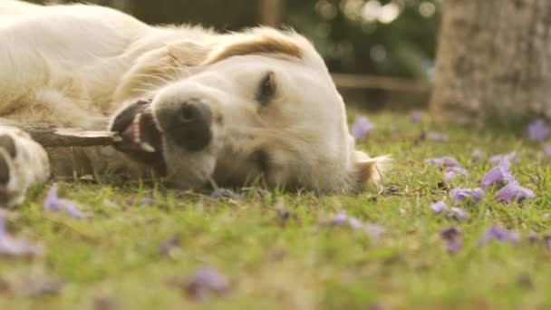 Close Dog Chewing Stick Experiencing Pure Enjoyment Filmed Slow Motion — Stock Video