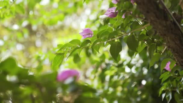 Bougainvilleas Nära Håll — Stockvideo