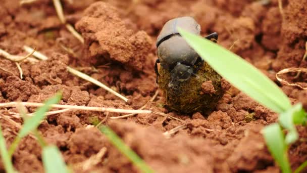Slow Motion Dung Beetle Close Prepares Small Ball Dung Starts — Stock Video