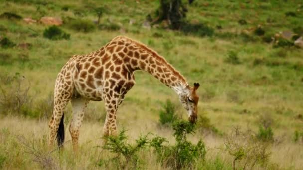 Jirafa Adulta Comiendo Hojas Pequeño Árbol Espinoso Levanta Cabeza Lame — Vídeos de Stock