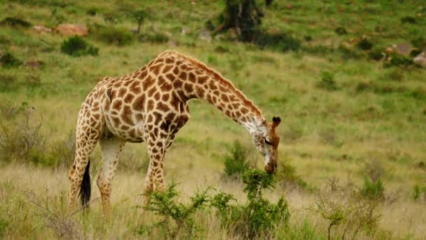 Långsam Rörelse Vuxen Giraff Äta Blad Från Små Tagg Träd — Stockvideo