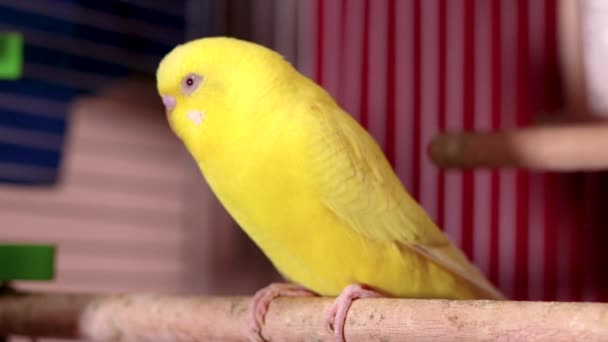 Красивый Милый Молодой Желтый Попугай Стоит Окуни Внутри Птичьей Клетки — стоковое видео