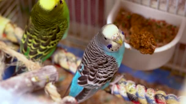 Zorgzame Moeder Van Meeste Budgies Geniet Van Een Lekkere Maaltijd — Stockvideo