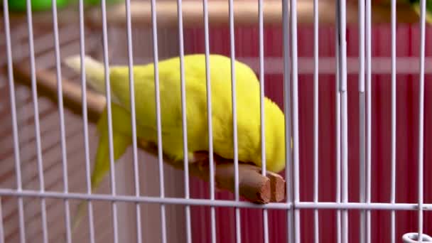 Najbardziej Urocza Żółta Papużka Swędzi Więc Używa Klatki Podrapania Swojej — Wideo stockowe